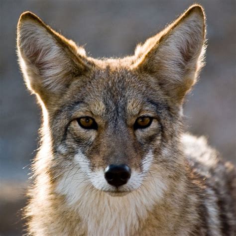 Coyote | Desert animals, Coyote animal, Wild dogs