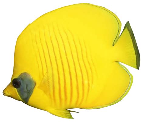 Free Cute Angelfish Cliparts, Download Free Cute Angelfish Cliparts png images, Free ClipArts on ...