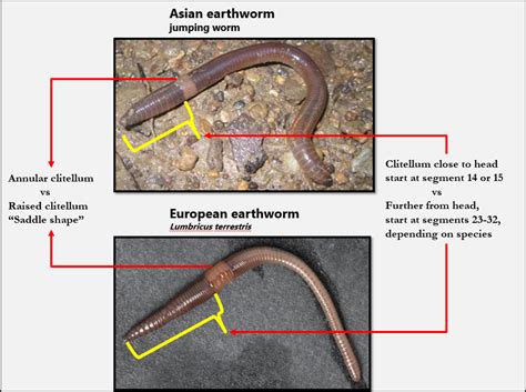 Meet the Jumping Worm | Jumping Worms Project