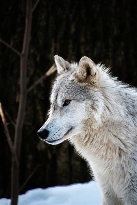 Tundra Wolf Photograph by Rose Guinther