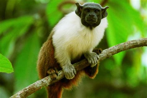 Extraordinary Endangered Animals: Pied Tamarin – The Western Hemisphere