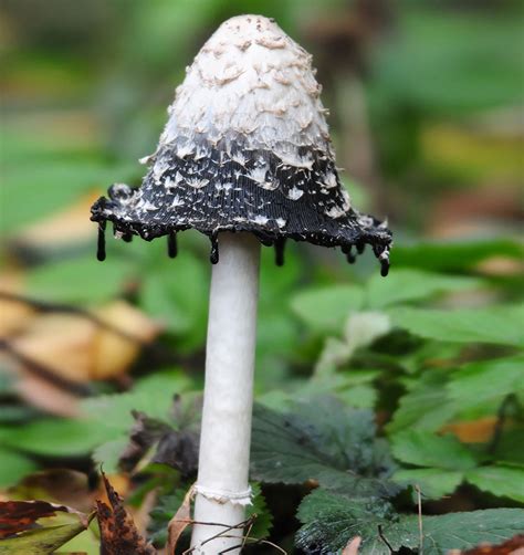 The Mystical World Of Mushrooms Captured In Photos ~ CoctSite