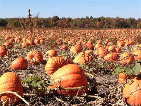 Free photo: Pumpkins, Field, Autumn, Fall - Free Image on Pixabay - 92101