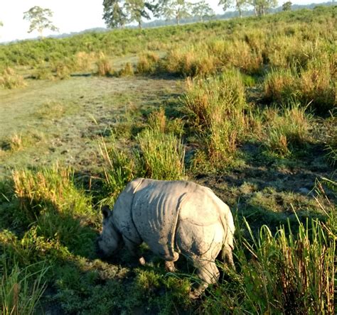 Kaziranga National Park (Golaghat) - 2022 Lohnt es sich? (Mit fotos)