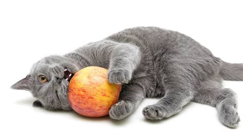 Can Cats Eat Apples? - A Complete Guide To Cats And Apples