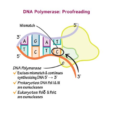 Cell Biology Glossary: DNA polymerase | ditki medical & biological sciences