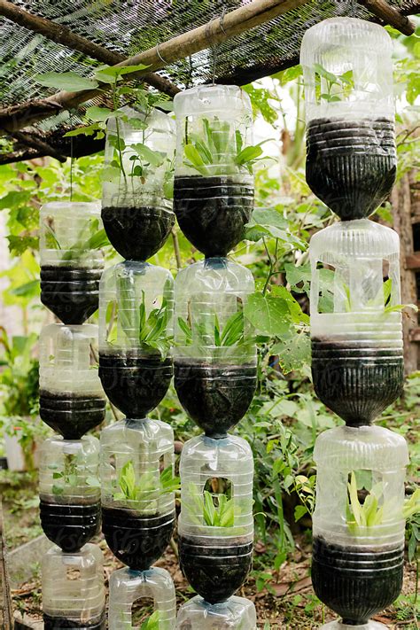 "Recycle Plant Vase From Plastic Bottle" by Stocksy Contributor "Nabi ...