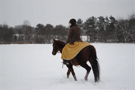 Race Horse to Ranch Horse: Minor Milestones | HORSE NATION