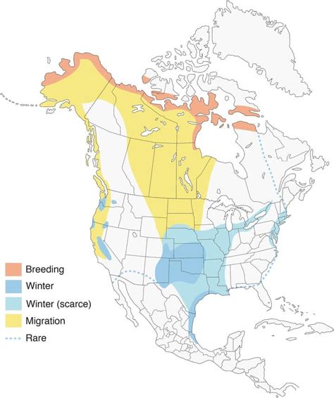 Canada Geese: A Birdwatcher's Guide | John R. Cammidge