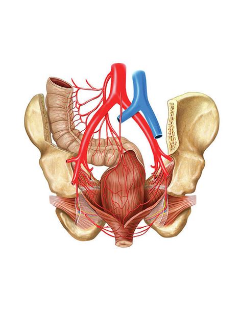 Arterial System Of The Pelvic Cavity Art Print by Asklepios Medical Atlas