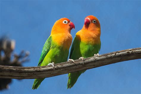 Fischer's Lovebird | San Diego Zoo Animals & Plants