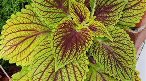 11 Full Sun Coleus Varieties For Sunny Gardens in 2022 | Full sun flowers, Border plants, Plant ...