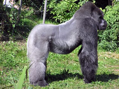 Gabon Gorilla Safari 6 Days/5 Nights - Best Budget African Safari Tours