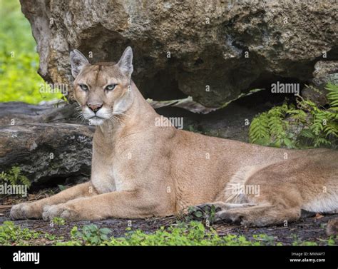 A beautiful, critically endangered Florida Panther at a wildlife park Stock Photo - Alamy