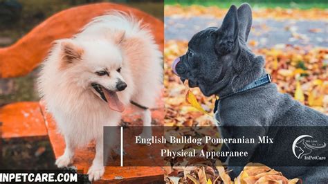 English Bulldog Pomeranian Mix: Pictures, Cost To Buy & More