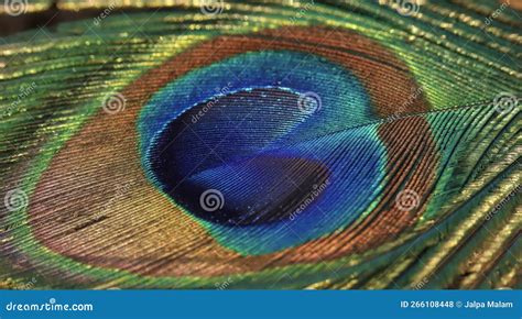 Peacock Feather Closeup. Peacock Feather Background. Stock Photo ...