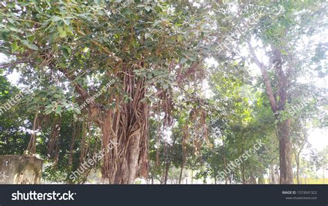 223 Bargad tree Images, Stock Photos & Vectors | Shutterstock