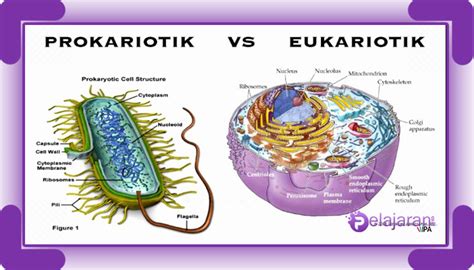 Struktur Sel Prokariotik Dan Eukariotik Beserta Fungsinya Berbagi | Images and Photos finder