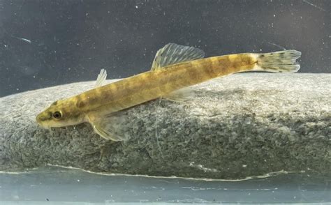 Researchers rediscover a freshwater fish that hasn't been seen in nearly 50 years