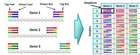 Amplicon sequencing and high-throughput genotyping – Basics – Sixth ...