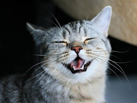 Laughing kitty! | Cats, Smiling animals, Funny animals