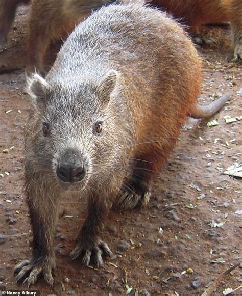 Three new species of mammal that lived 300 years ago are discovered ...