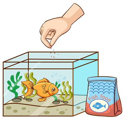 Hand Feeding Goldfish In The Tank Stock Illustration - Download Image Now - iStock