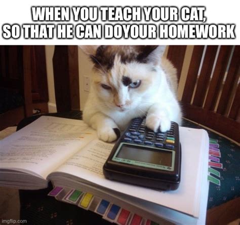 Smart cat :) - Imgflip