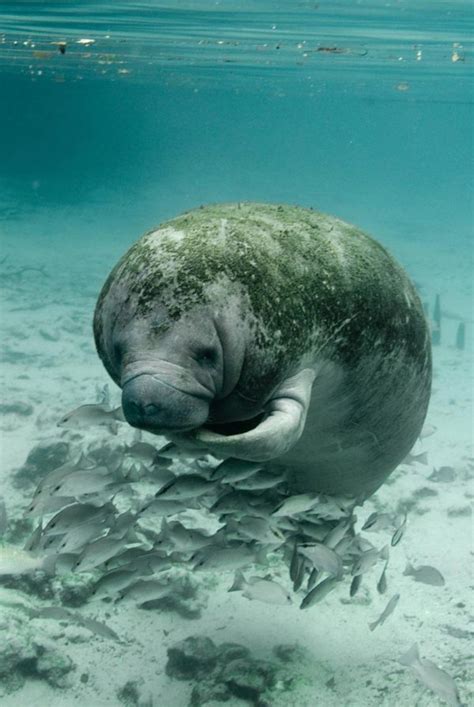 Manatee – Conservation Connect