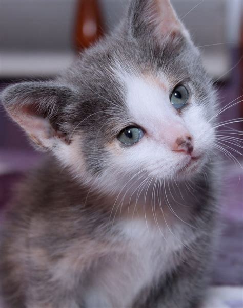 Dilute Calico - A Pale Version of the Gorgeous Calico