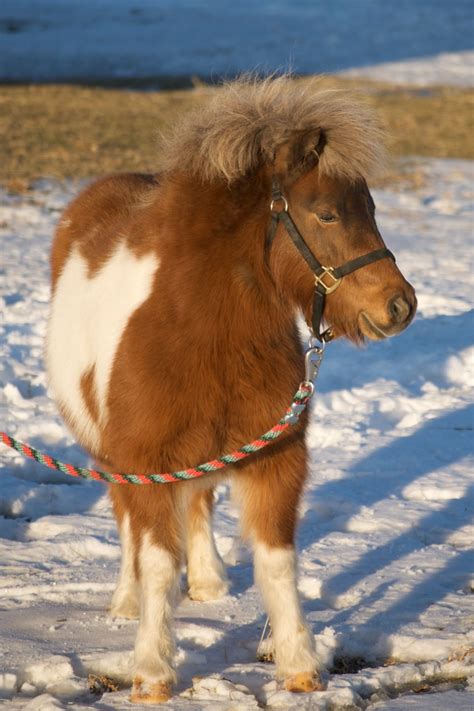 A Miniature Horse! jigsaw puzzle in Animals puzzles on TheJigsawPuzzles.com