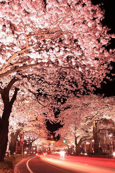 Long Exposure Photos of Japanese Cherry Blossoms at Night | Beautiful world, Japanese cherry ...