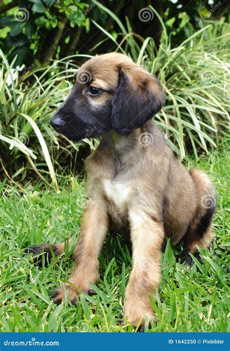 Afghan Hound Puppy Stock Photo - Image: 1642250