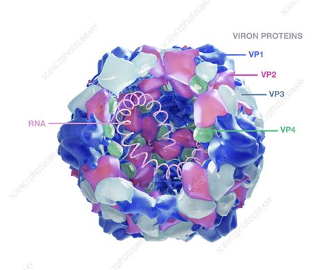 Poliovirus structure, illustration - Stock Image - F036/7977 - Science ...