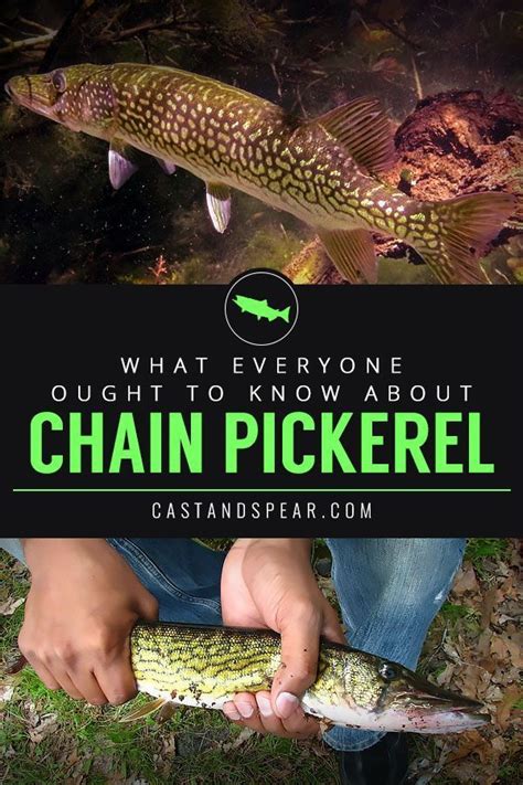 Chain Pickerel fishing tips! If you're looking to catch this beautiful ...