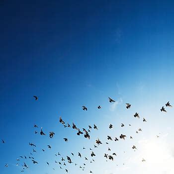 flock, birds, flying, bird, sunset, horizon, pink, purple, sky, animals | Pxfuel