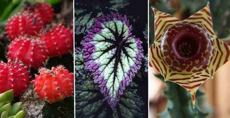 Unique, Cool, and Unusual Houseplants You Need to Grow