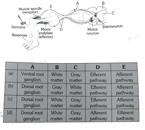 The given diagram represent reflex action shows knee jerk reflex