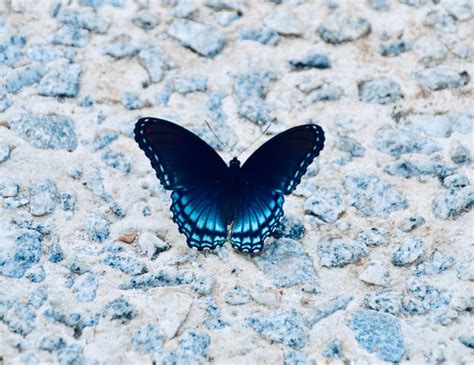 Meaning of Black And Blue Butterfly: Very Suprising & Can Change Your Life!