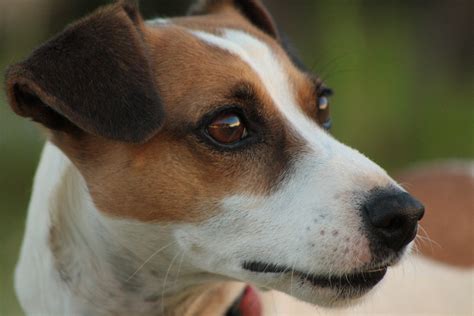 Free Images : black and white, close, whiskers, snout, dog breed, jack russell, longhaired ...