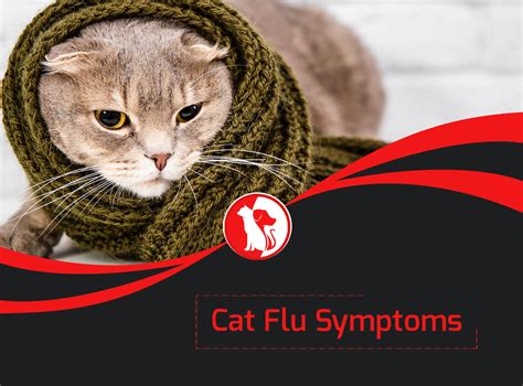 Cat Flu Symptoms: What to Look For?