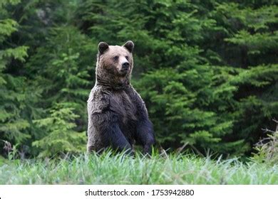 4,049 en la categoría «Brown bear attack» de imágenes, fotos de stock e ...