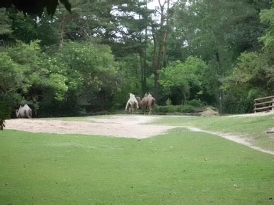 Nuremberg ZOO - Pieces of my life and heart