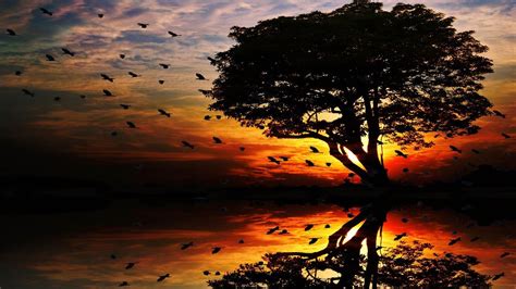 Related image | Sunset wallpaper, Birds flying, Sunset