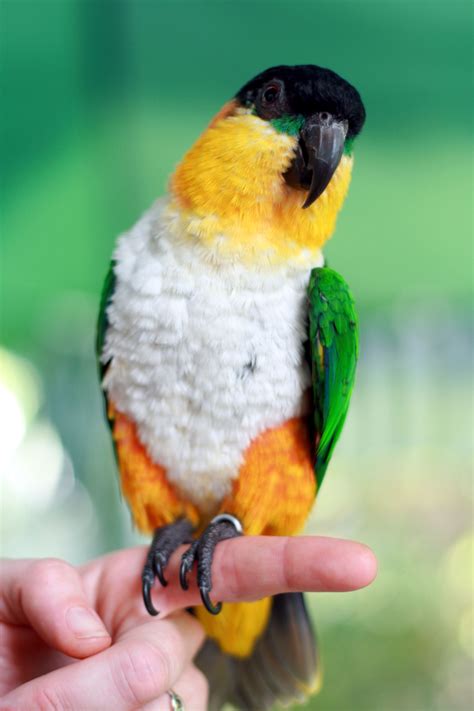 Black Headed Caique Caique Parrot, Parrot Pet, Parrot Toys, Parrot Bird ...