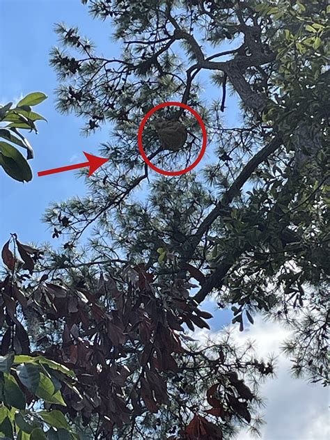 Yellow-Legged Hornet Nest Eradicated in Savannah Area | Georgia Department of Agriculture