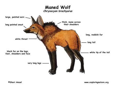 Basic Facts - Maned Wolf Conservation