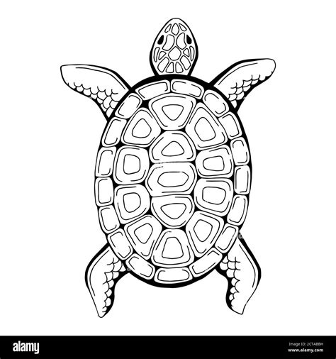 Turtle animal graphic black white isolated illustration vector Stock Vector Image & Art - Alamy