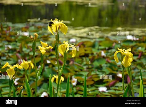 Yellow Flag Pond Iris Stock Photo - Alamy