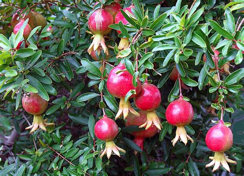 Best Pomegranate Deseeder Tool for Pomegranate Season